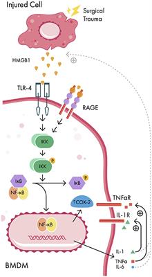 The Role of Neuroinflammation in Postoperative Cognitive Dysfunction: Moving From Hypothesis to Treatment